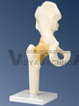 Functional Hip Joint Model